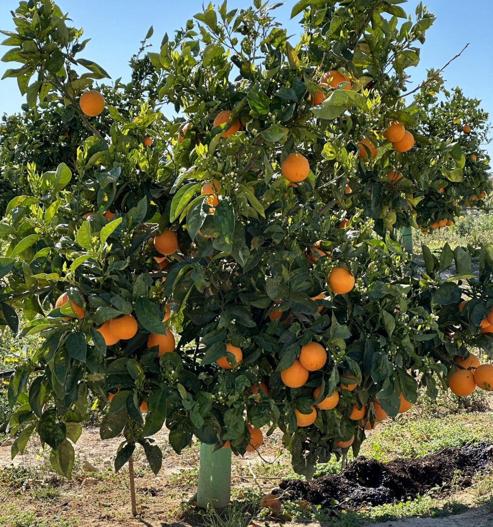 Naranjas ECOLÓGICAS