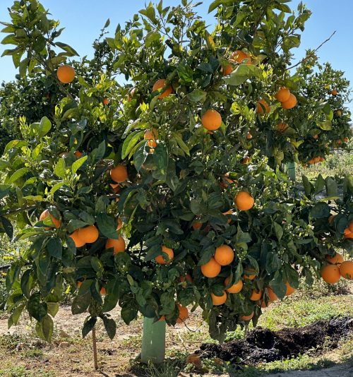 Naranjas ECOLÓGICAS