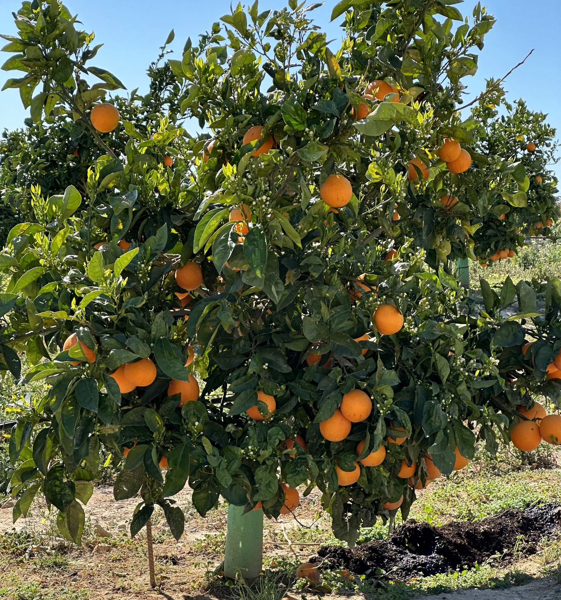 Naranjas ECOLÓGICAS