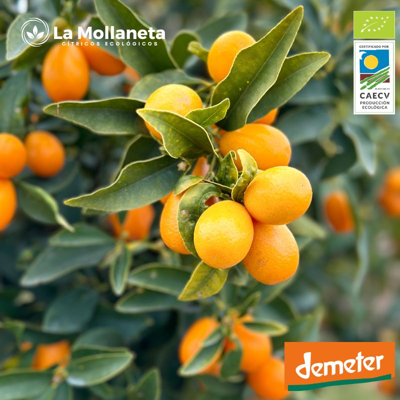 Kumquat ecológico certificado DEMETER. Directo agricultor