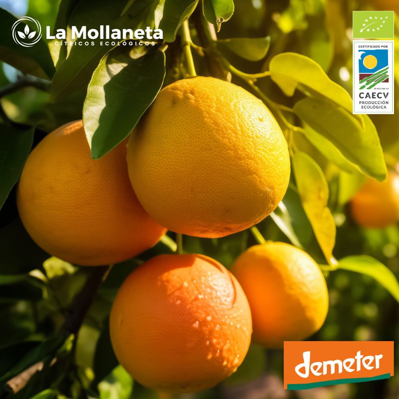 Pomelo ECOLÓGICO 10 kg