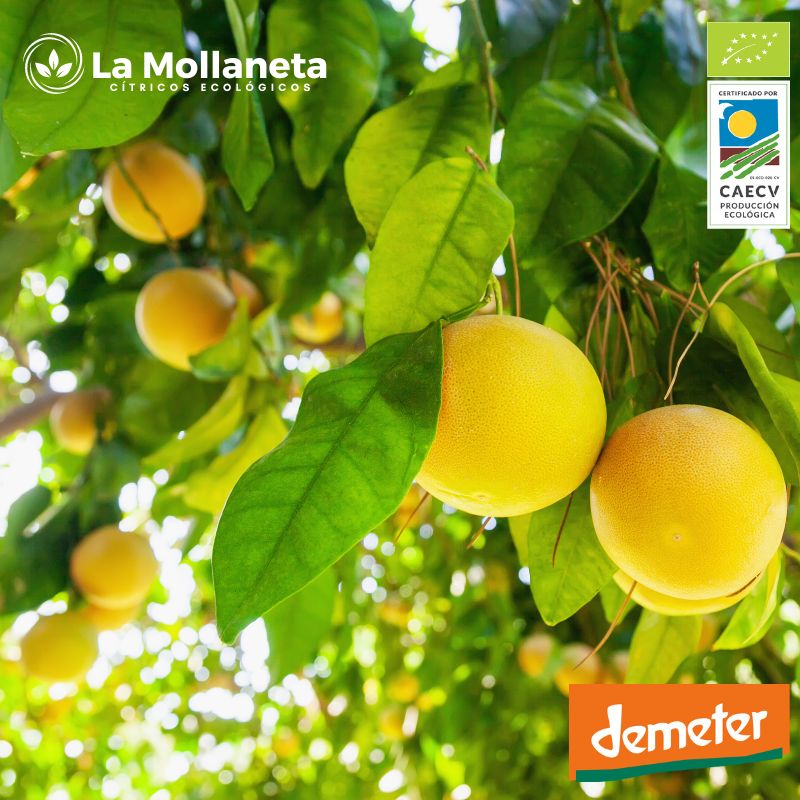 Pomelo ECOLÓGICO 10 kg