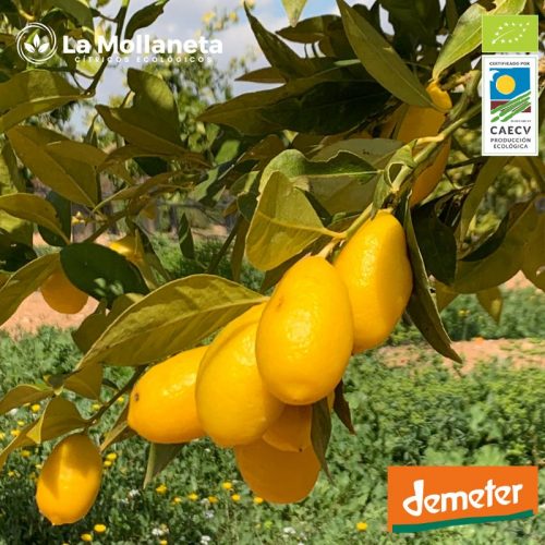 Limaquat ECOLÓGICO