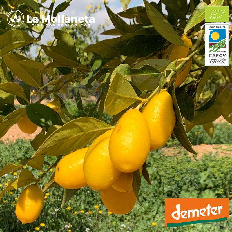 Limaquat ECOLÓGICO