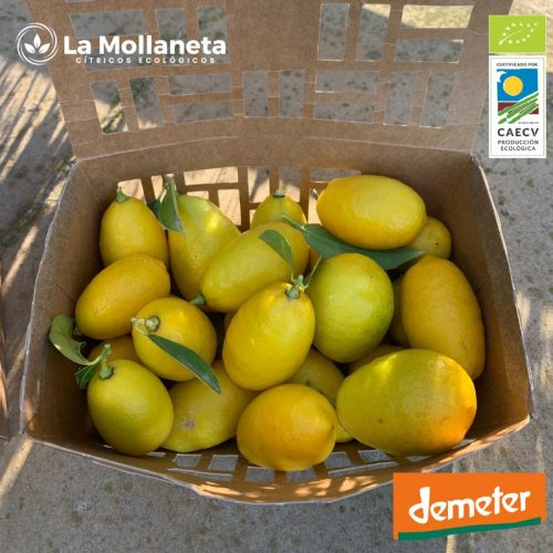 Limaquat ECOLÓGICO 3 Kg