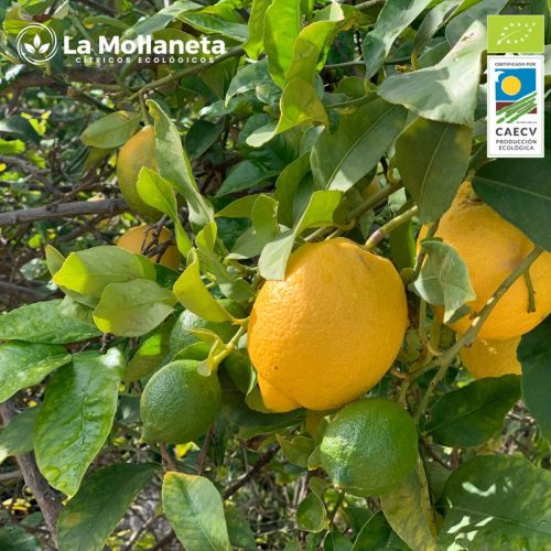 limon ecologico arbol