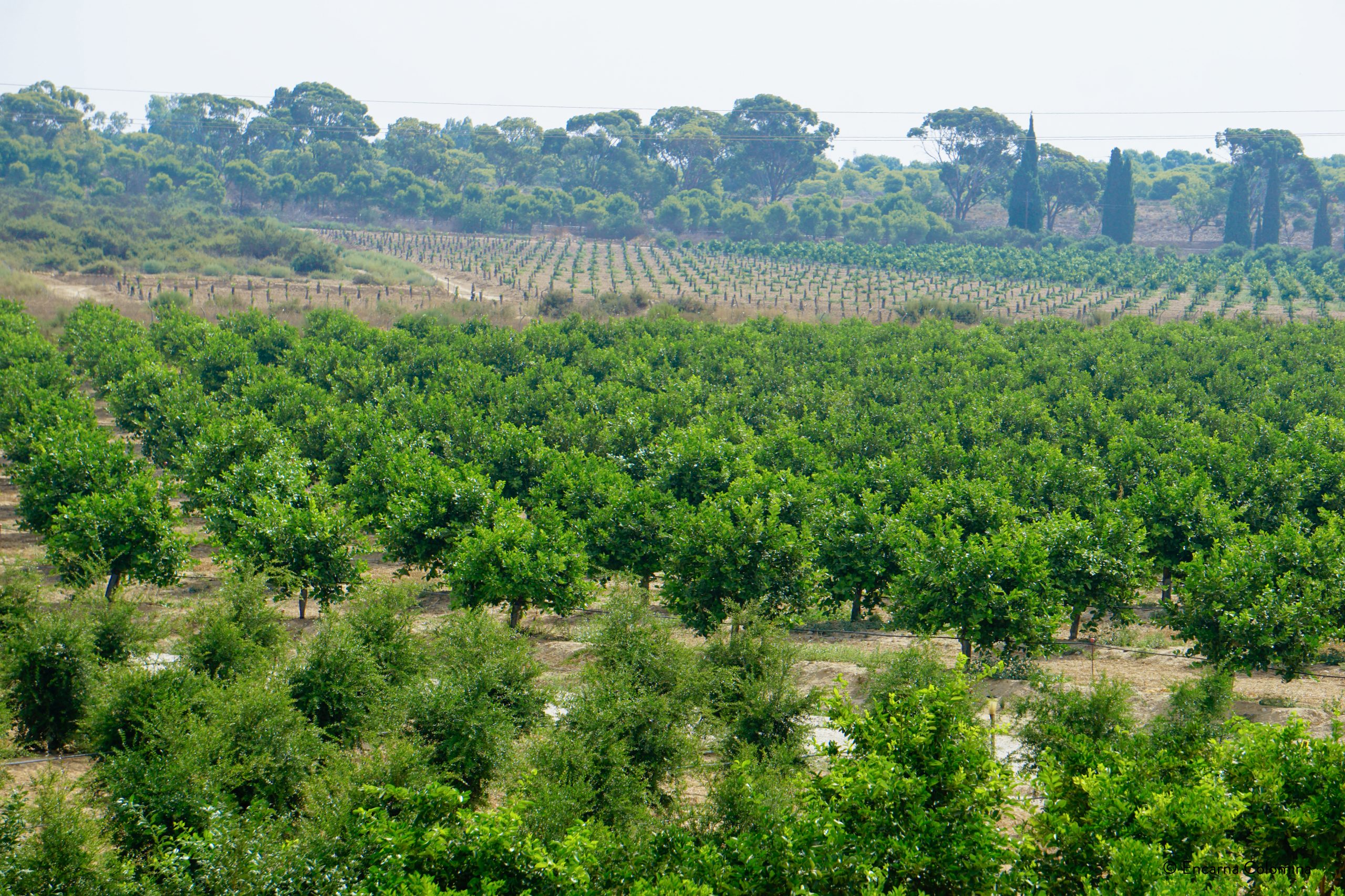 Campo