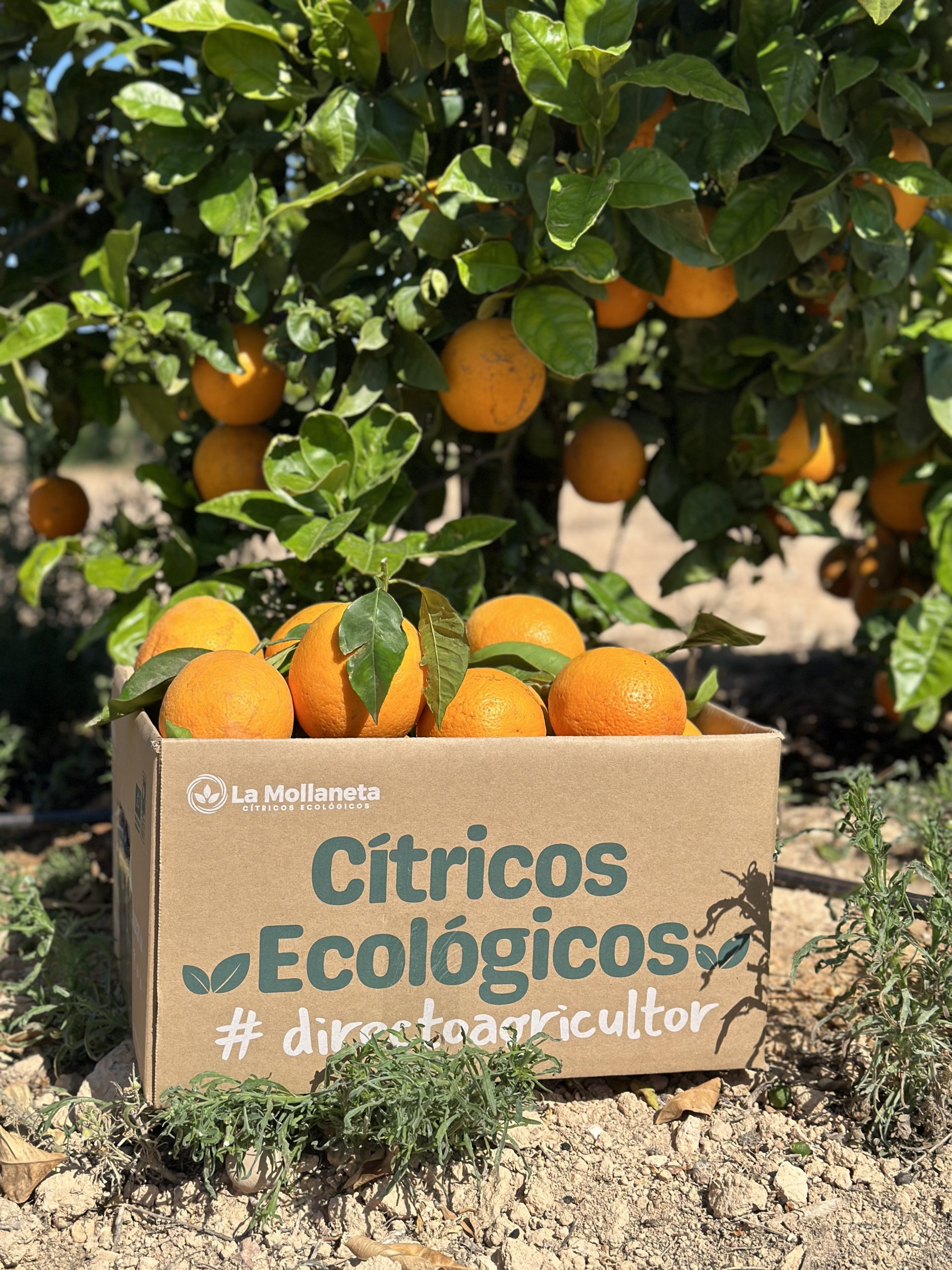 citricos ecologicos